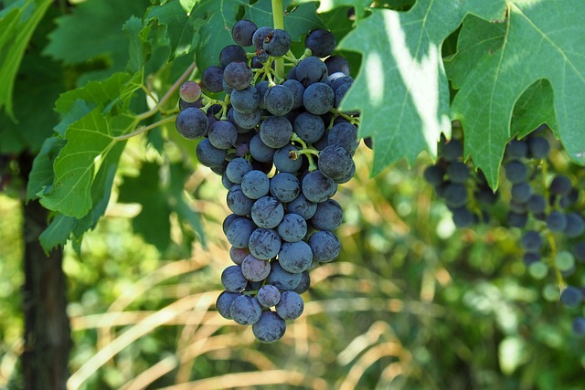 Photo d'une grappe du cépage italien Lambrusco